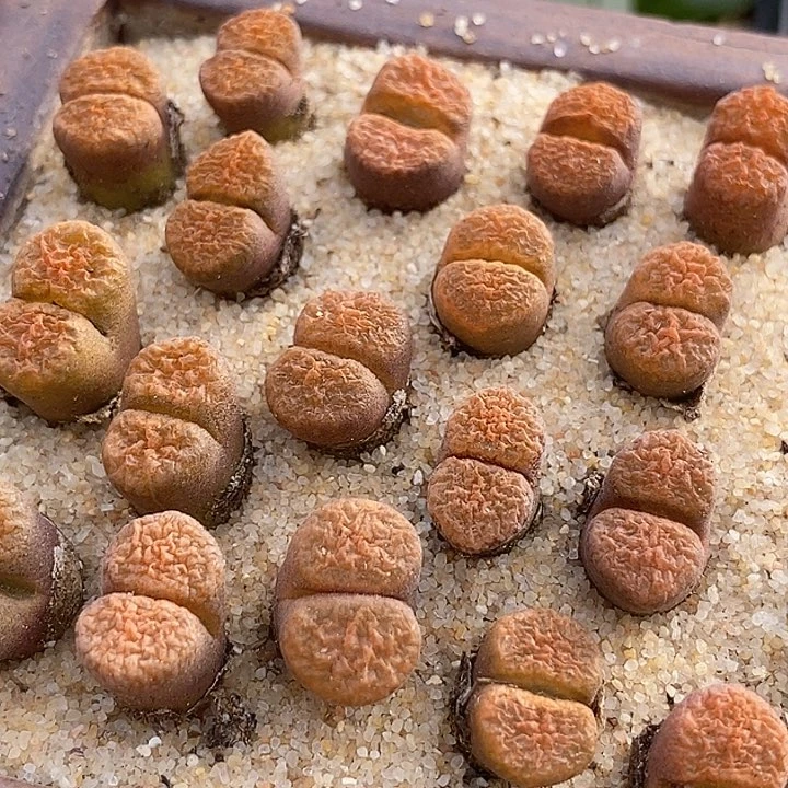 超级蛋糕风铃一颗