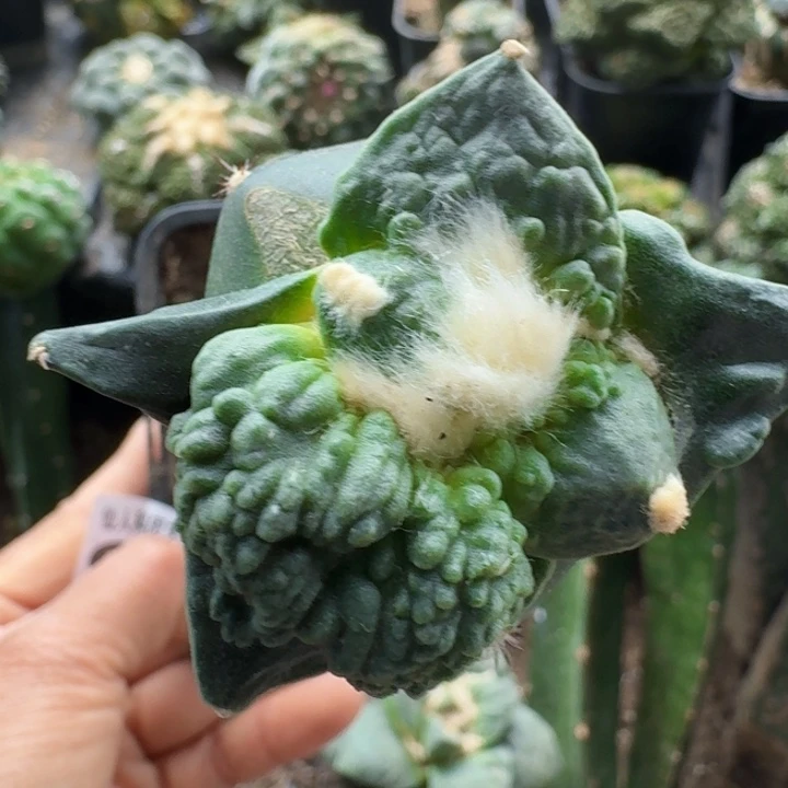 无花朵巨*822栗源怒涛