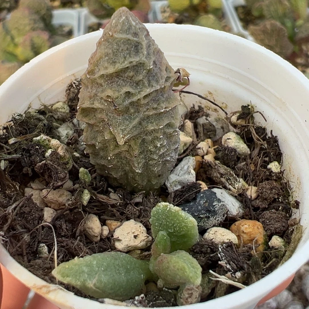 福利款倒刺融化纹冰激凌大苗