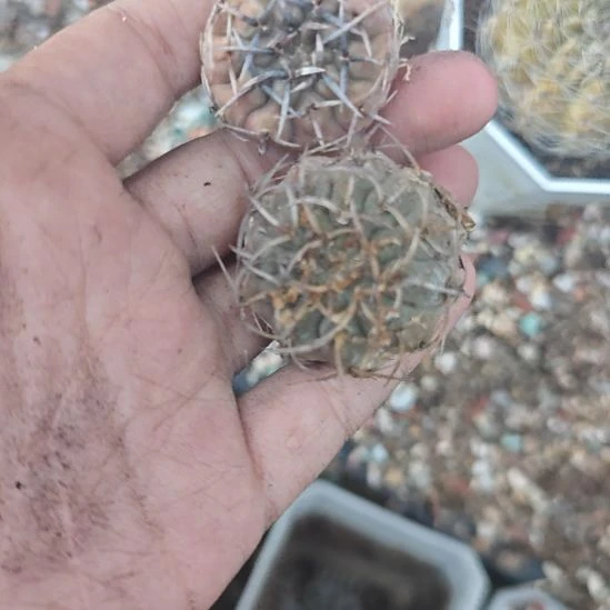 两颗一起发，实生播种带大！