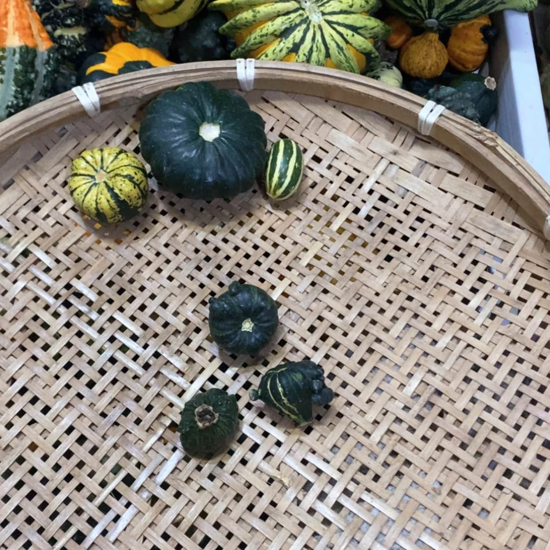 【闪购商品】雨**风墨西哥七彩葫芦青皮葫芦