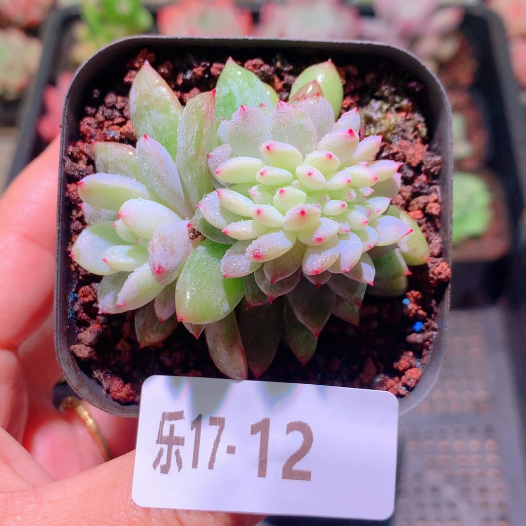 乐然17-12 橙梦露缀化