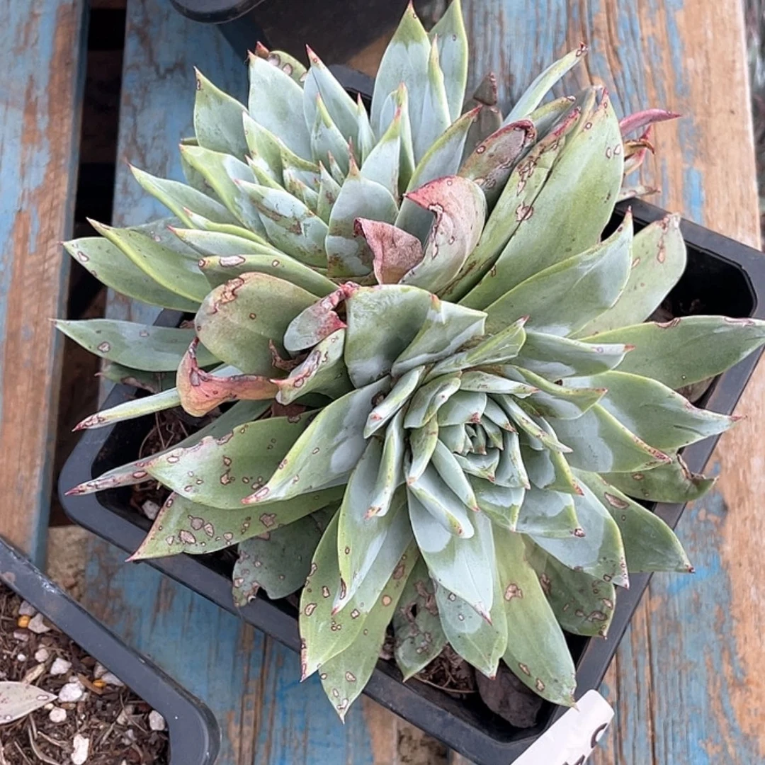 【闪购商品】乖*肉绿体帕翠莎