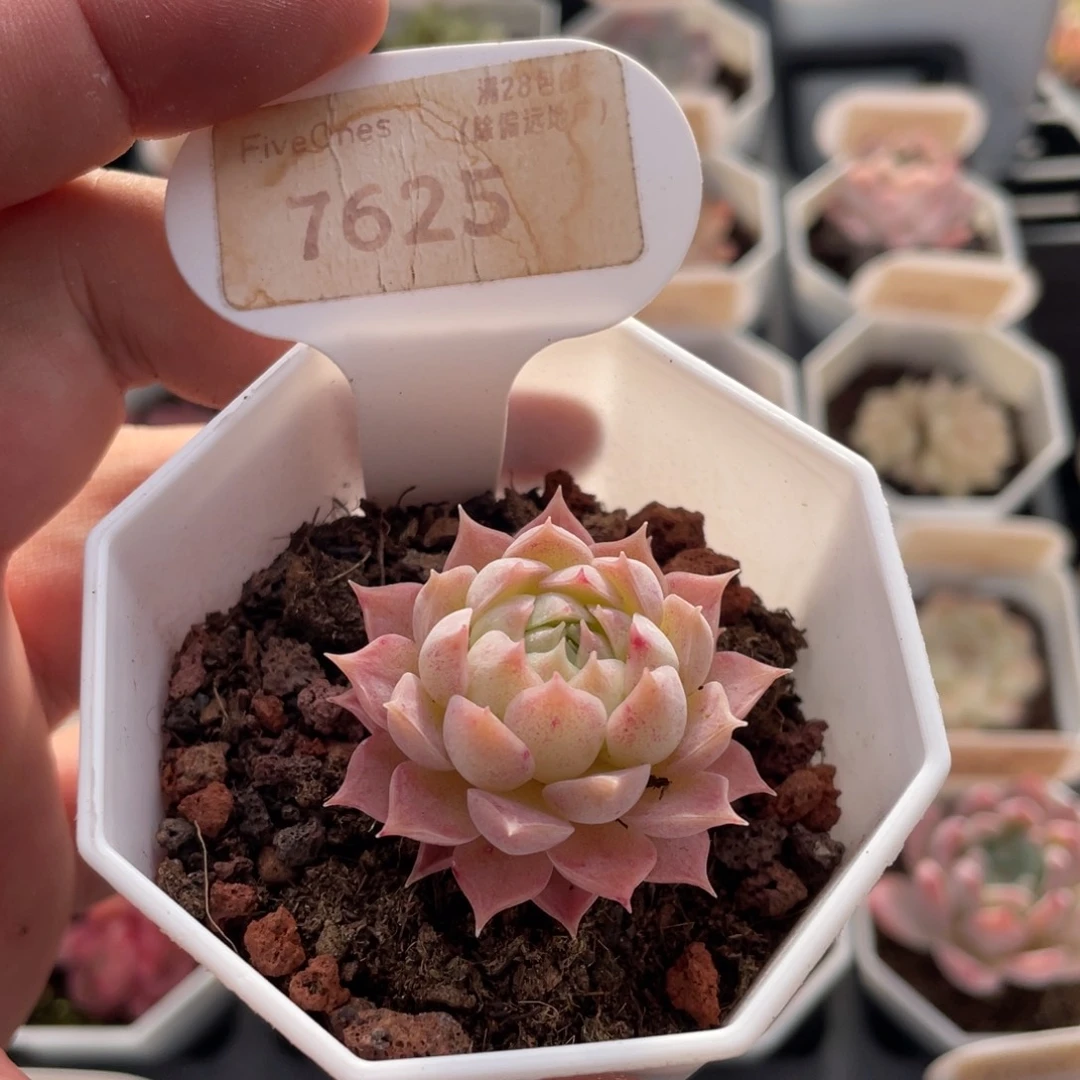 朱砂痣7625-4厘米