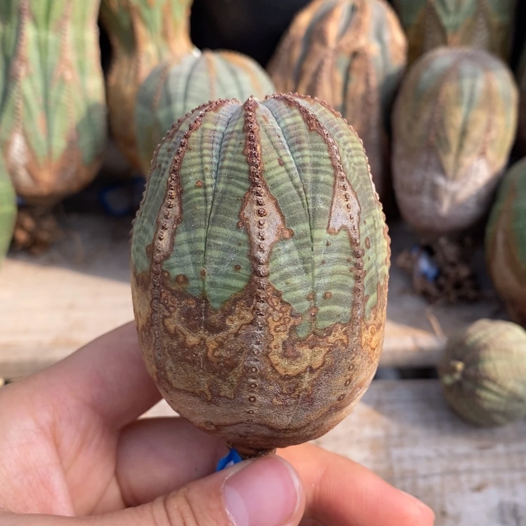 29欧系实生布纹球一物一拍