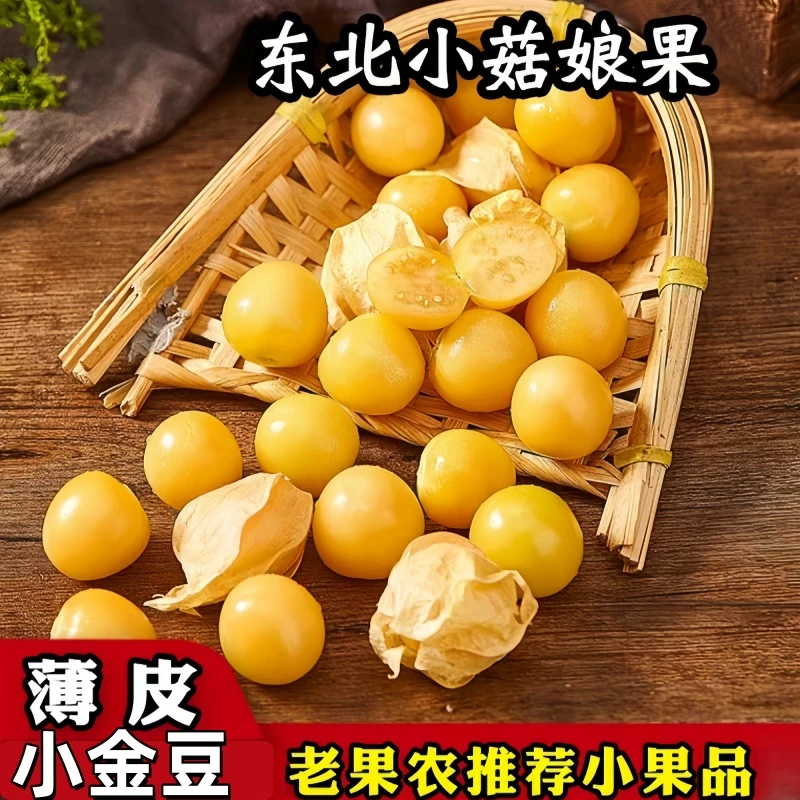 小菇娘果新鲜采摘鲜头茬小金豆果皮薄爆甜东北产地直发正宗菇娘果