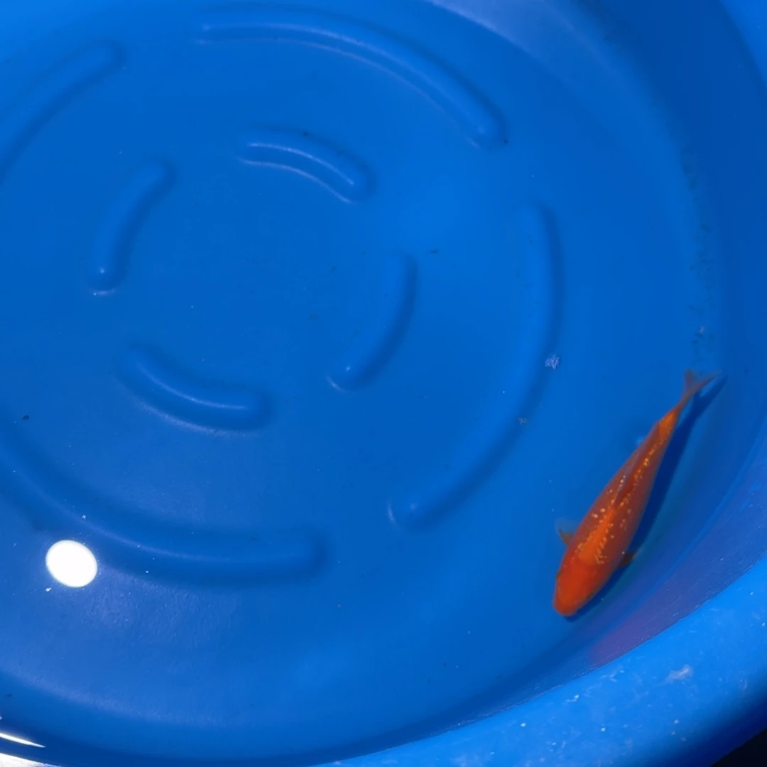 鲤科类公母搭配10-60不支持退换