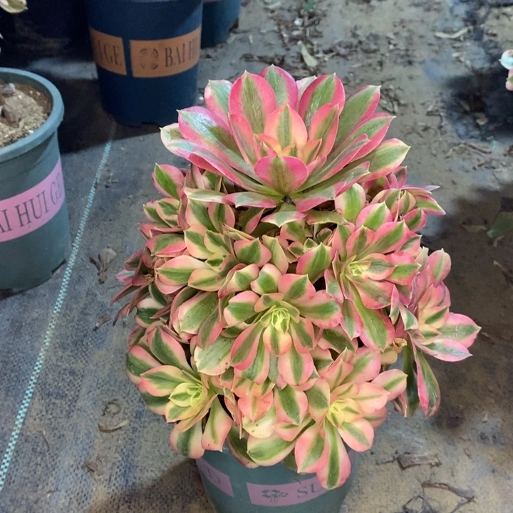 粉女巫多肉植物75。