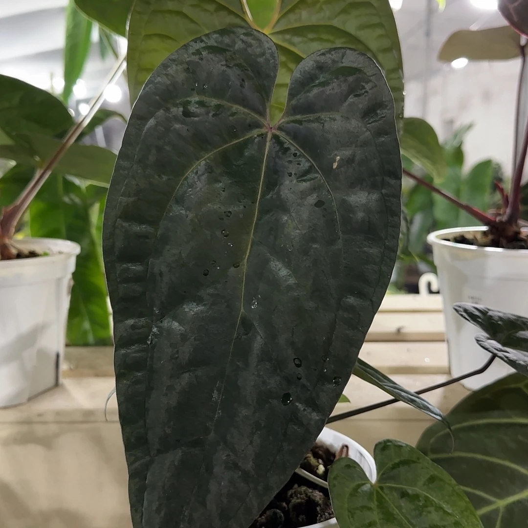 无花朵黑桃杂黑凤凰