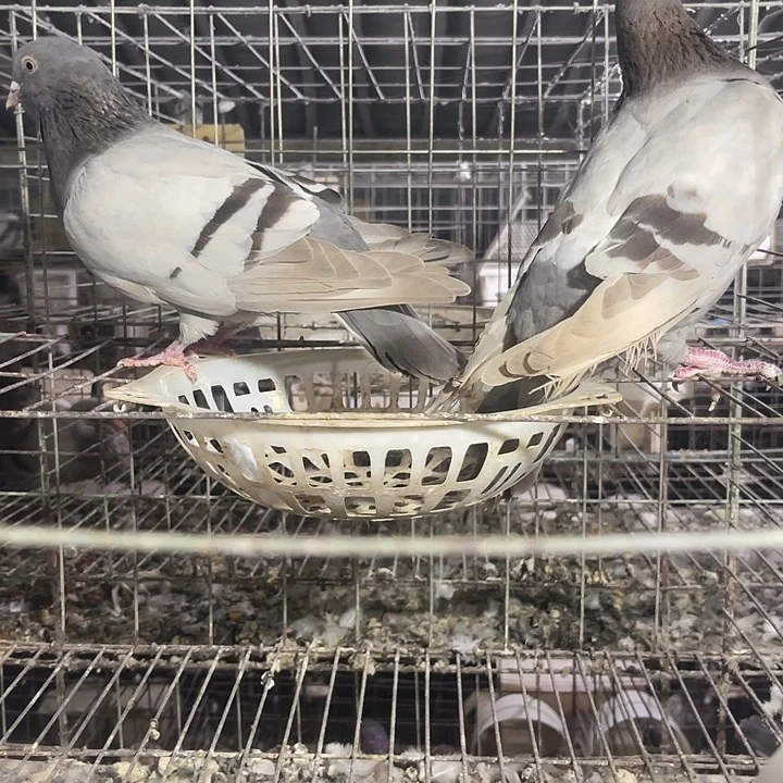 两队种鸽中国大陆一对种鸽银王