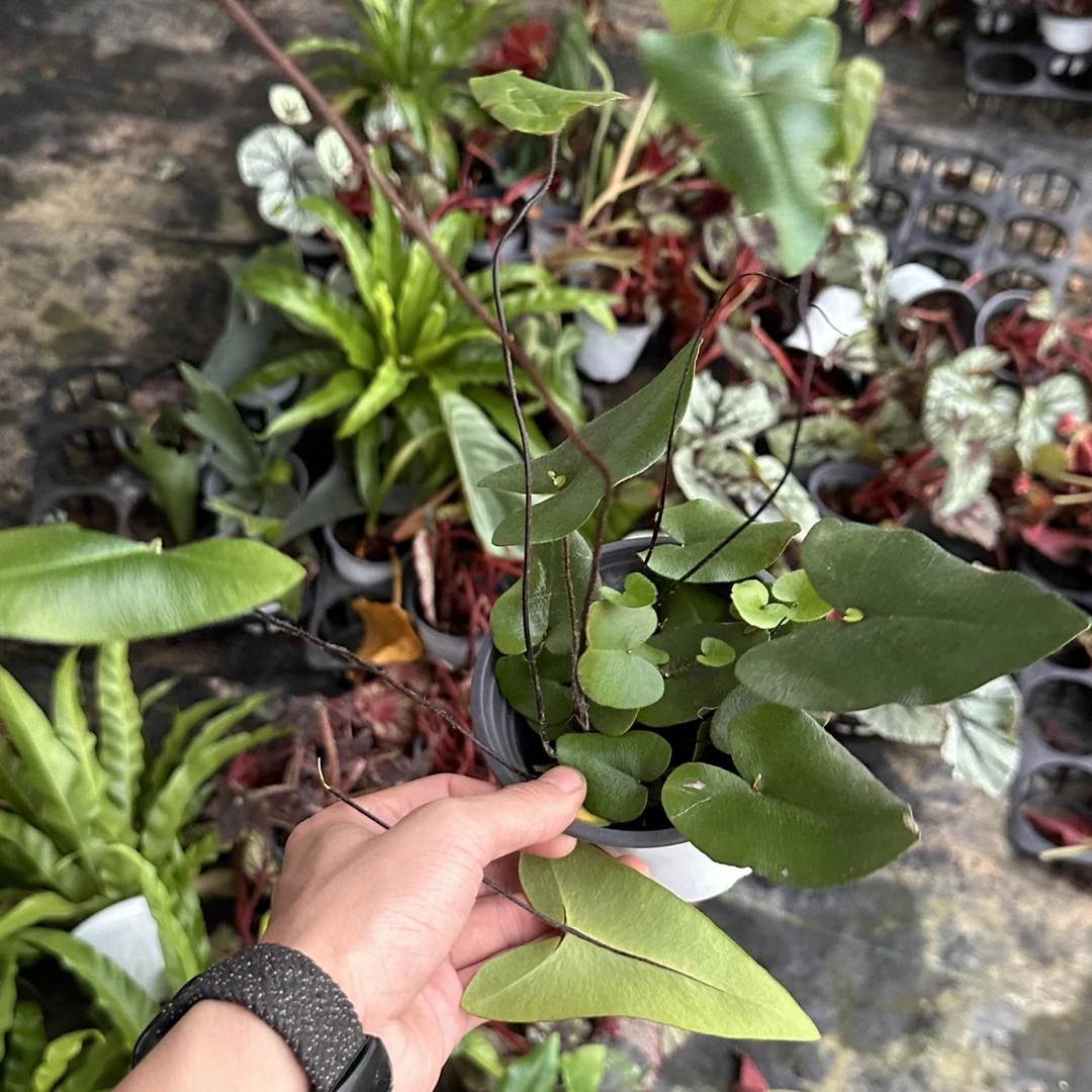 心愿蕨一颗好养花卉