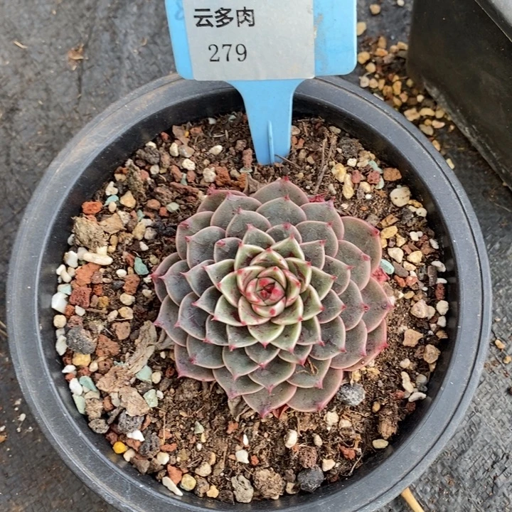 D279- 直播福利 圣诞麋鹿