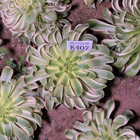 407青莲多肉植物