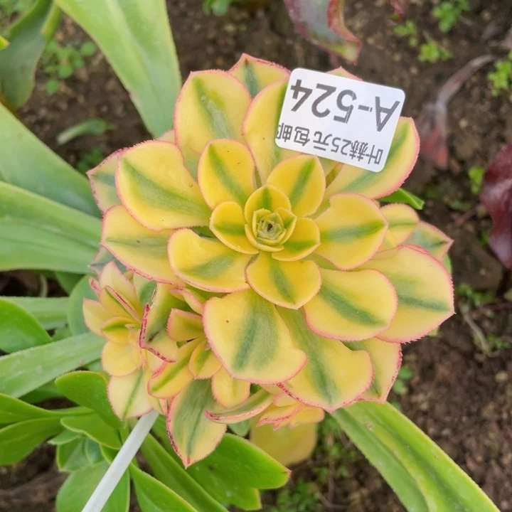 524太阳嫁接多肉12345678