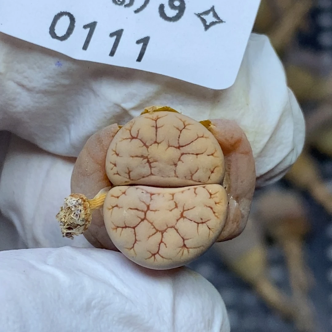 0111零下拍保温.18包邮.当天凑哦