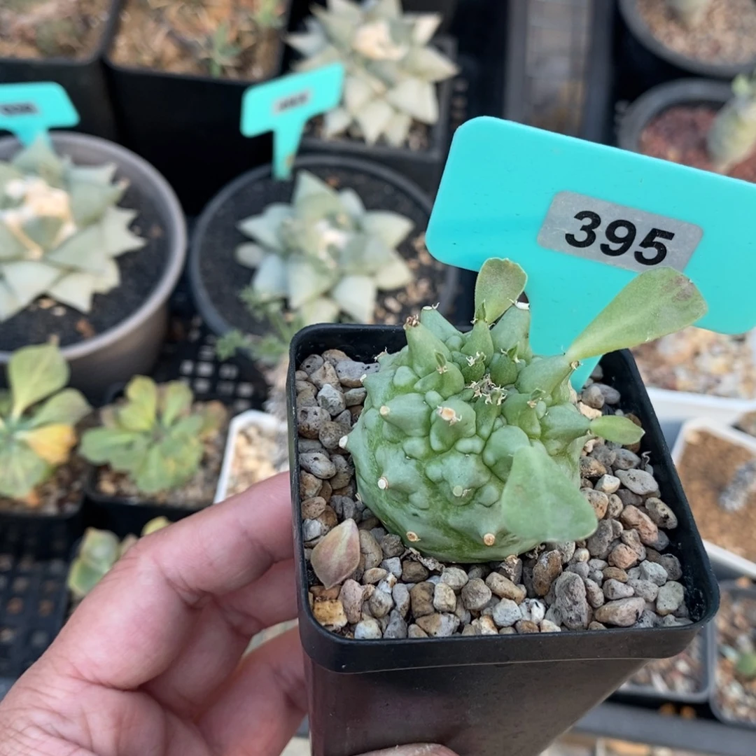 塔松大戟多肉植物