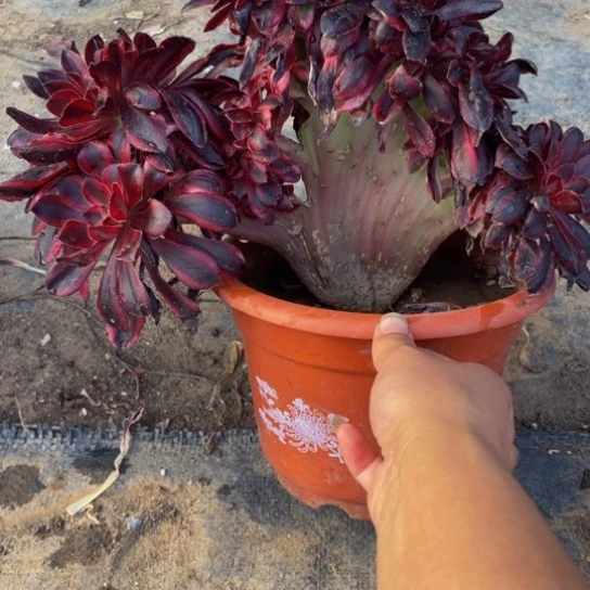 6401，香奈儿缀包邮