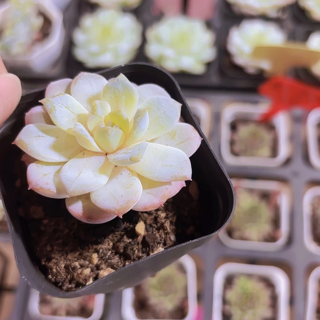 精品冰魄雪颜多肉植物