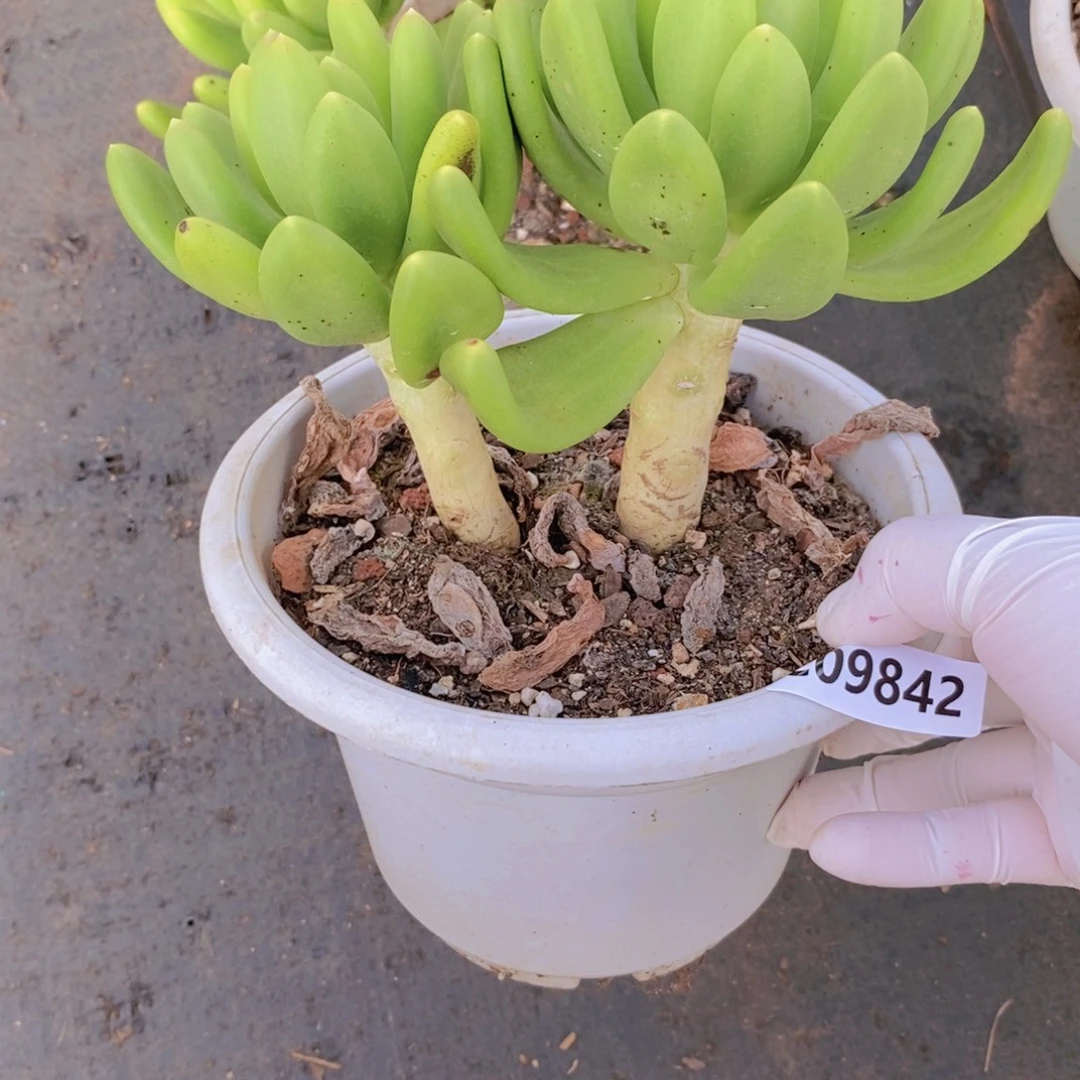 9842金蝉双头一物一拍