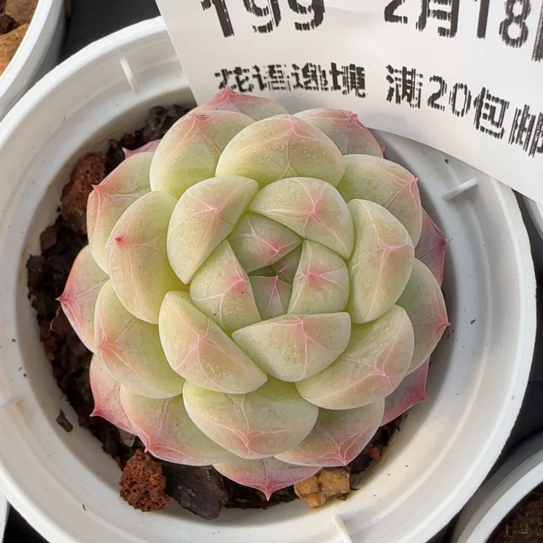 花语逸境0218-199