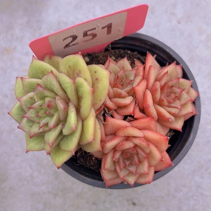 健健康康平平安安