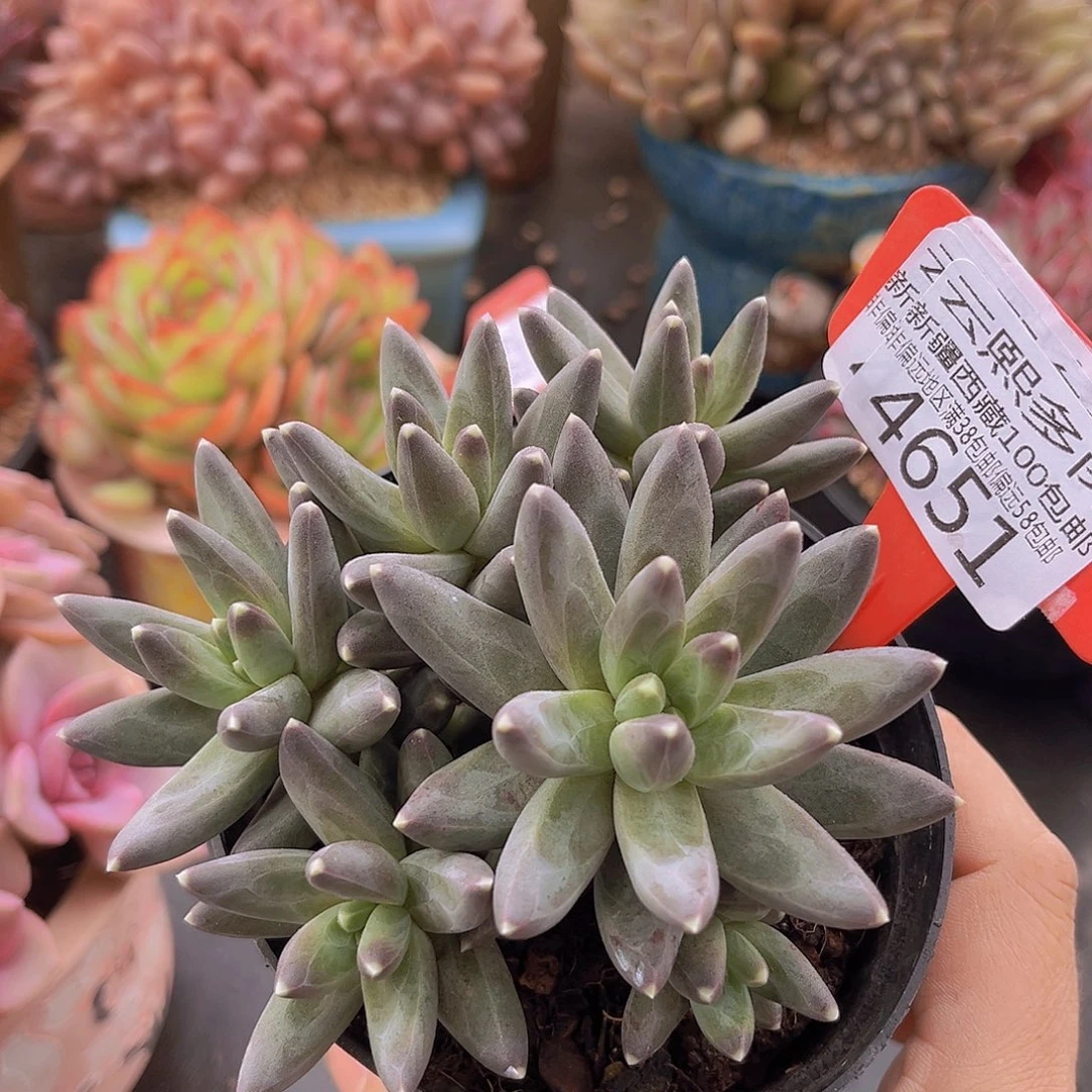 4651乌拉克拉多肉植物