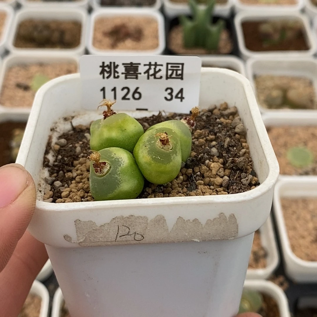 萝*北26-34-o泡。