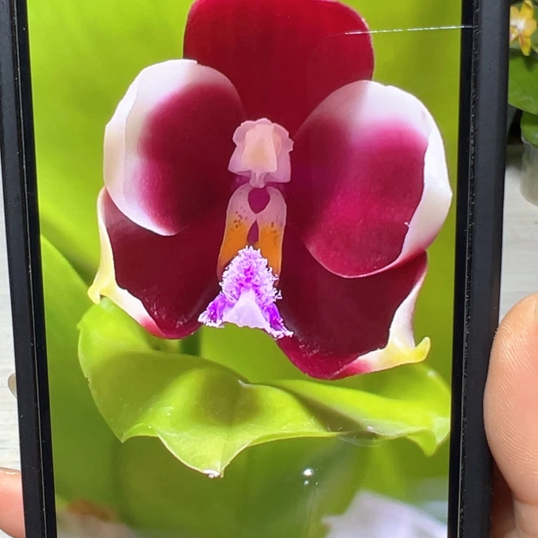 当前无花栽培后可以开花