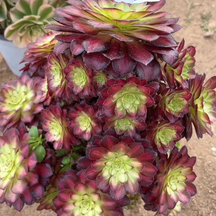 775多肉植物童颜