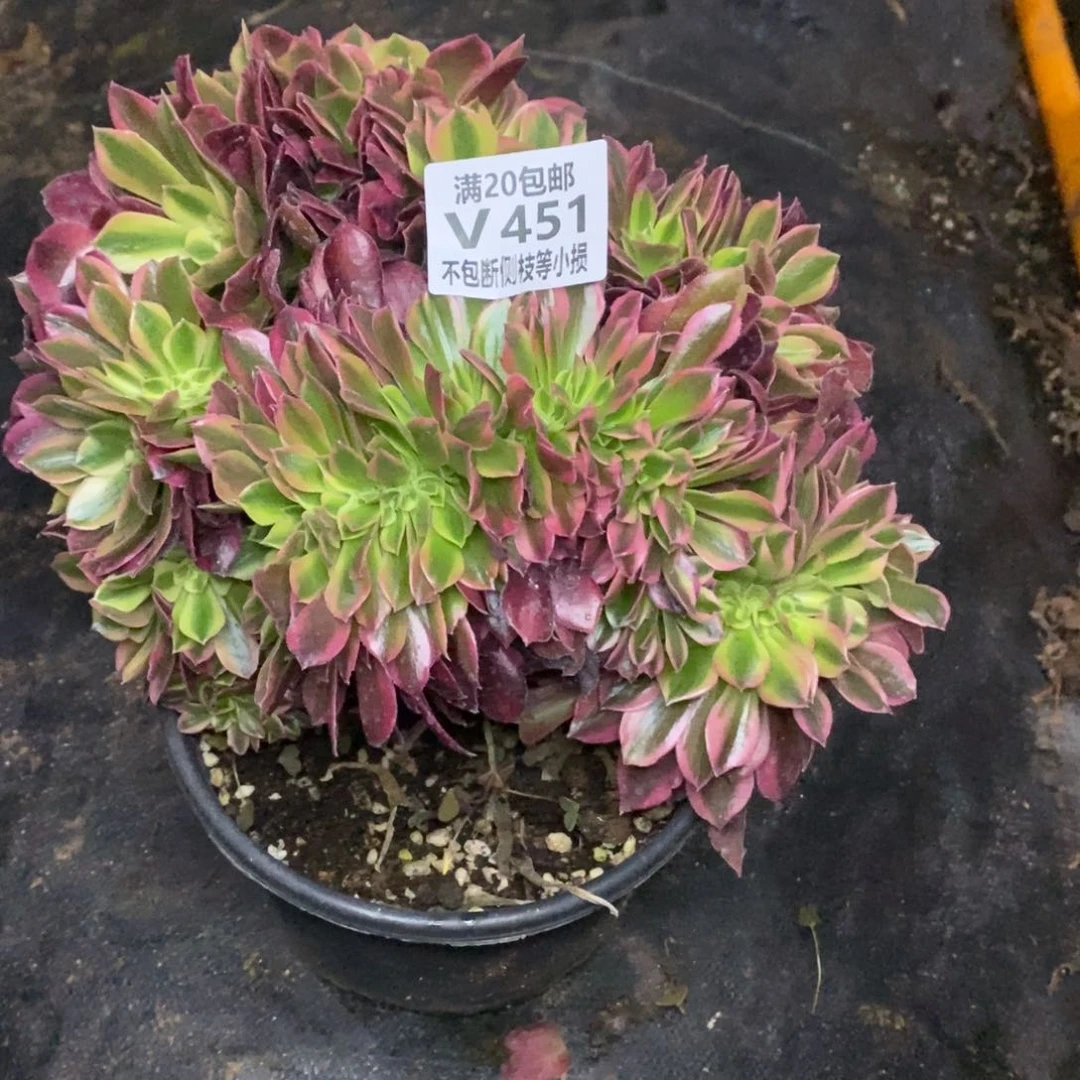 451洛神缀化多肉法师锦