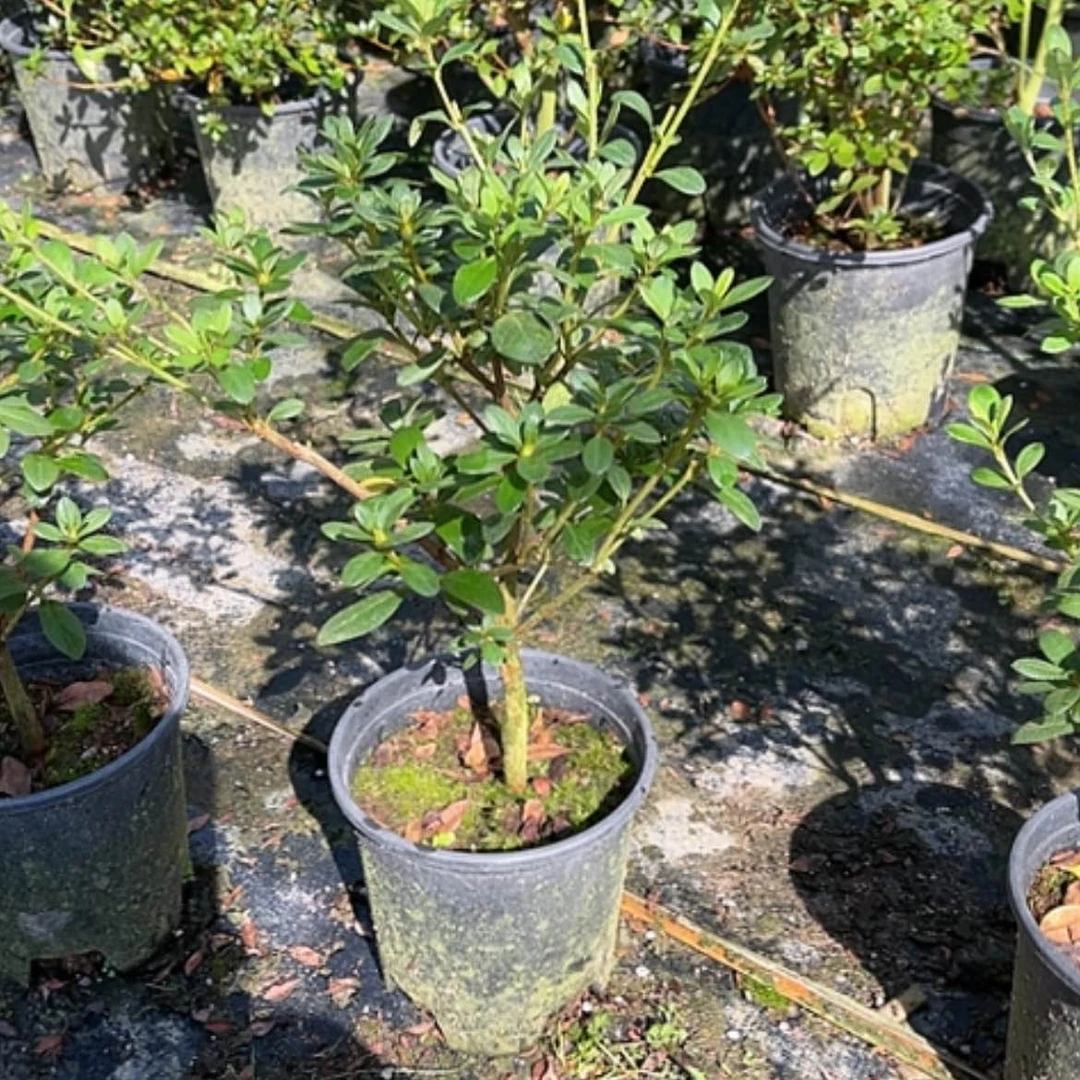 【闪购商品】完全开放紫光之舞