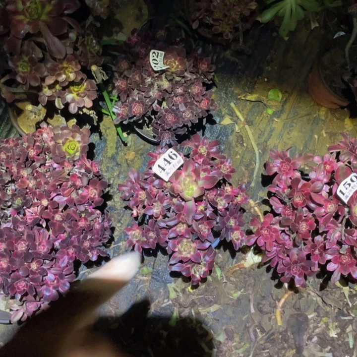 香奶奶变异多肉植物446