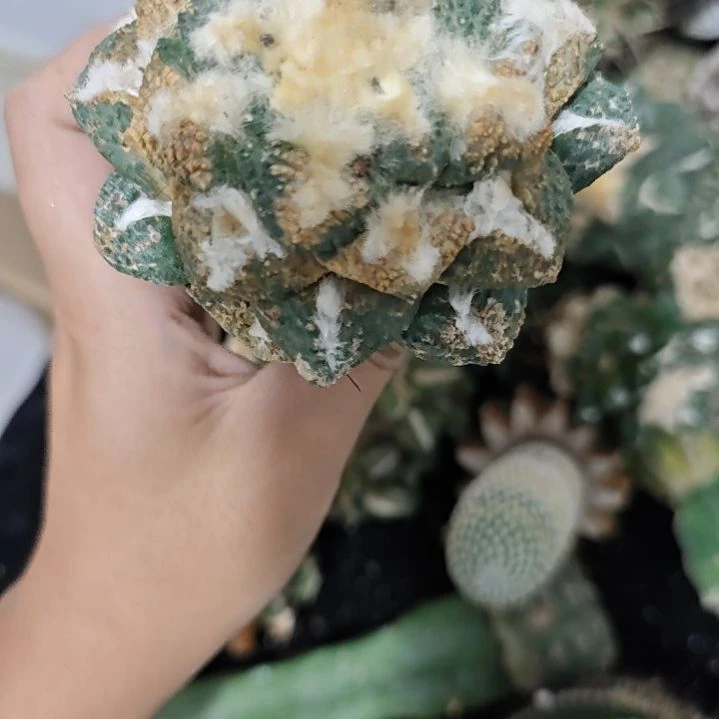 一物一拍，草球仙人球！！