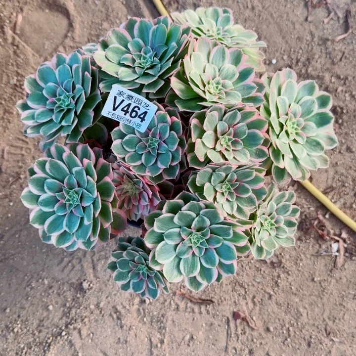 464孔雀翎官服 30左右2