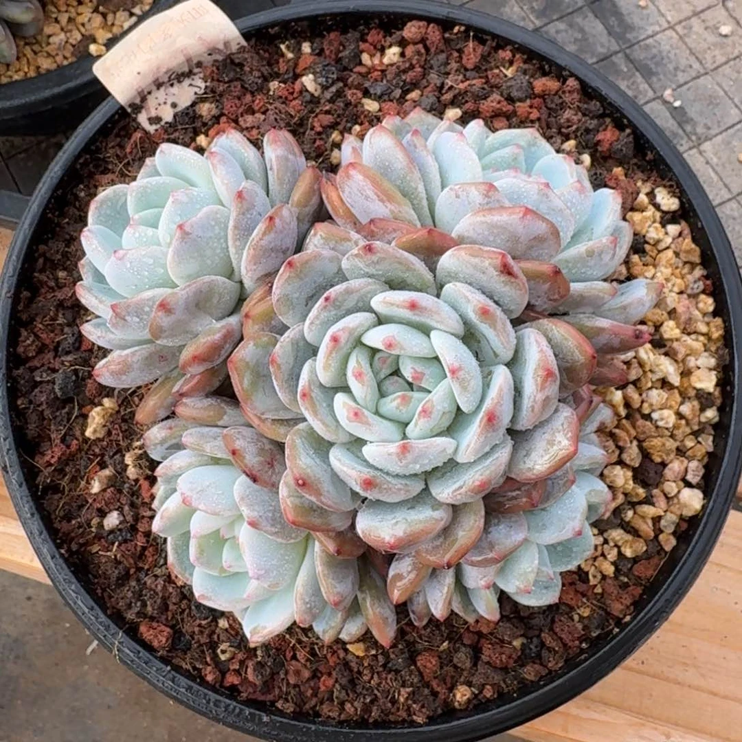 15厘米的尺寸一物一拍的