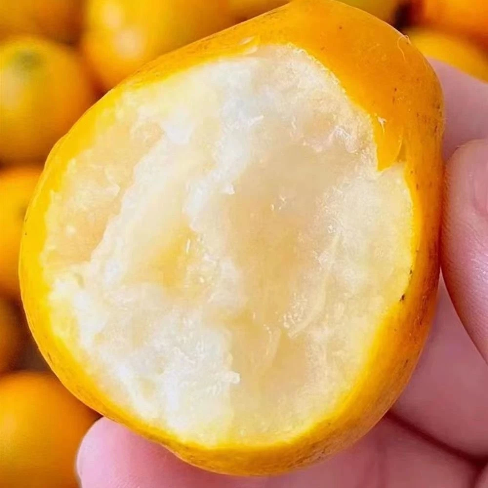 【新鲜采摘】广西脆皮金桔多汁新鲜当季水果无酸滑皮可带皮吃3斤QJ