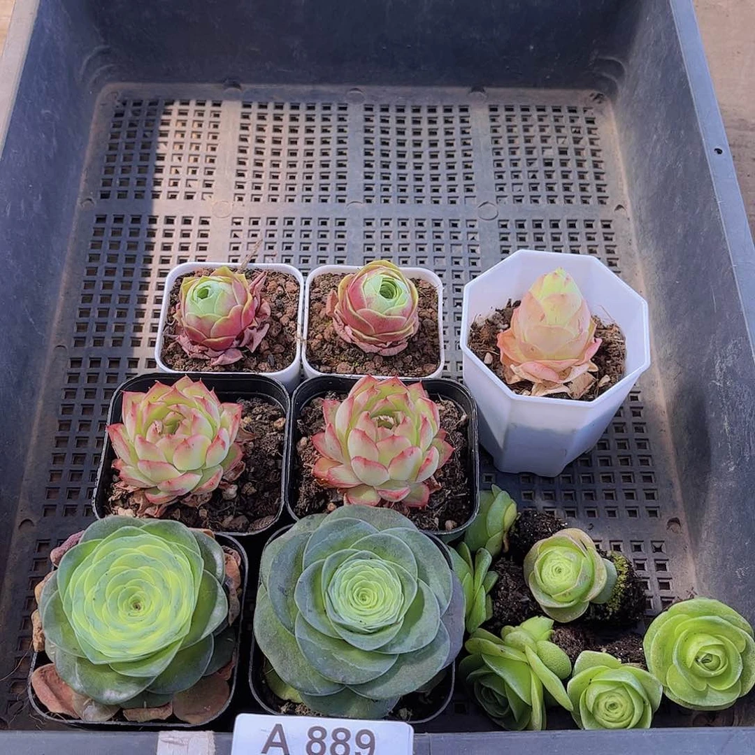 多肉889多肉植物