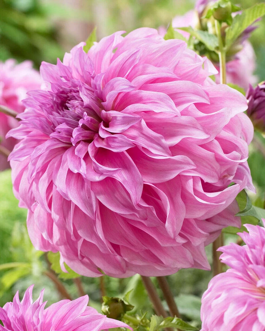 巨花型【梅戈斯】进口大丽花多年生盆栽地栽送肥料