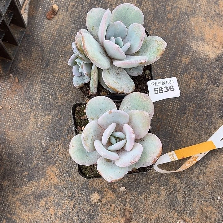 阿雅园艺。        5836奶茶
