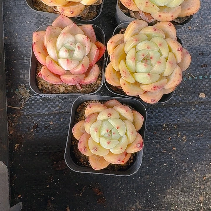 文*q橙4头起发5颗