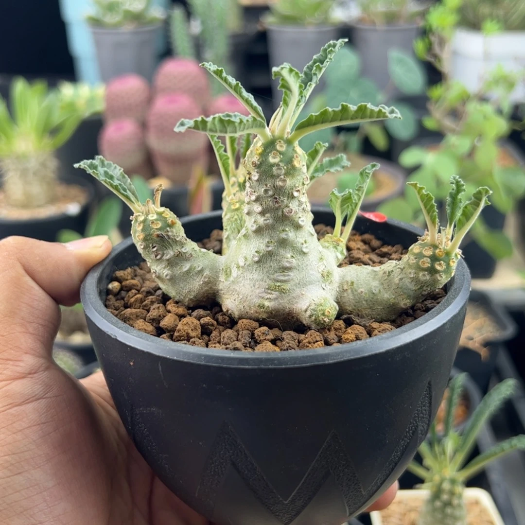 椰子琉桑群生一物一拍默认脱土发