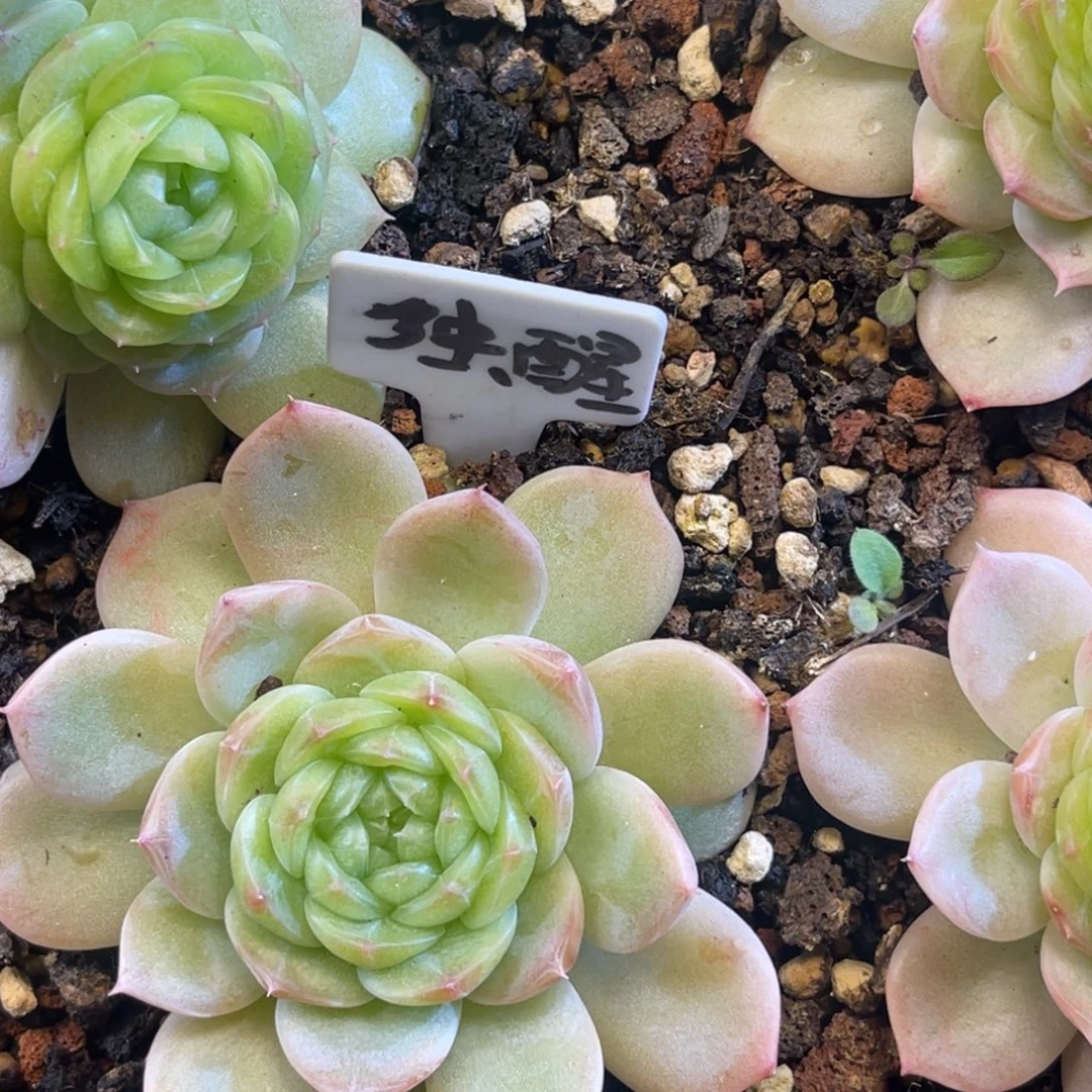 翡翠流心 单头 多肉植物