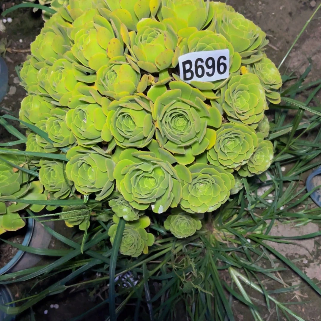 绿杨蓉13/-2包邮fas