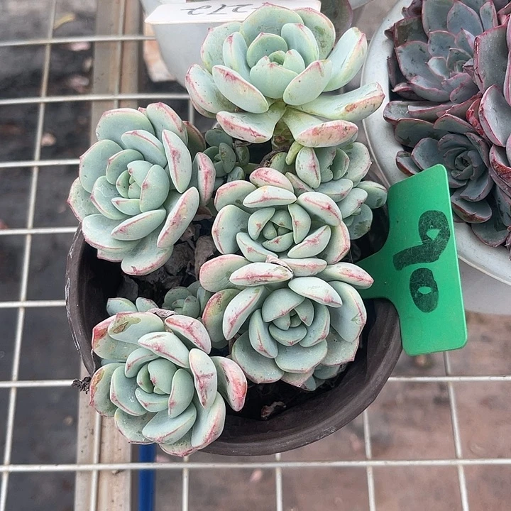 晨语多肉,一物一拍90香草