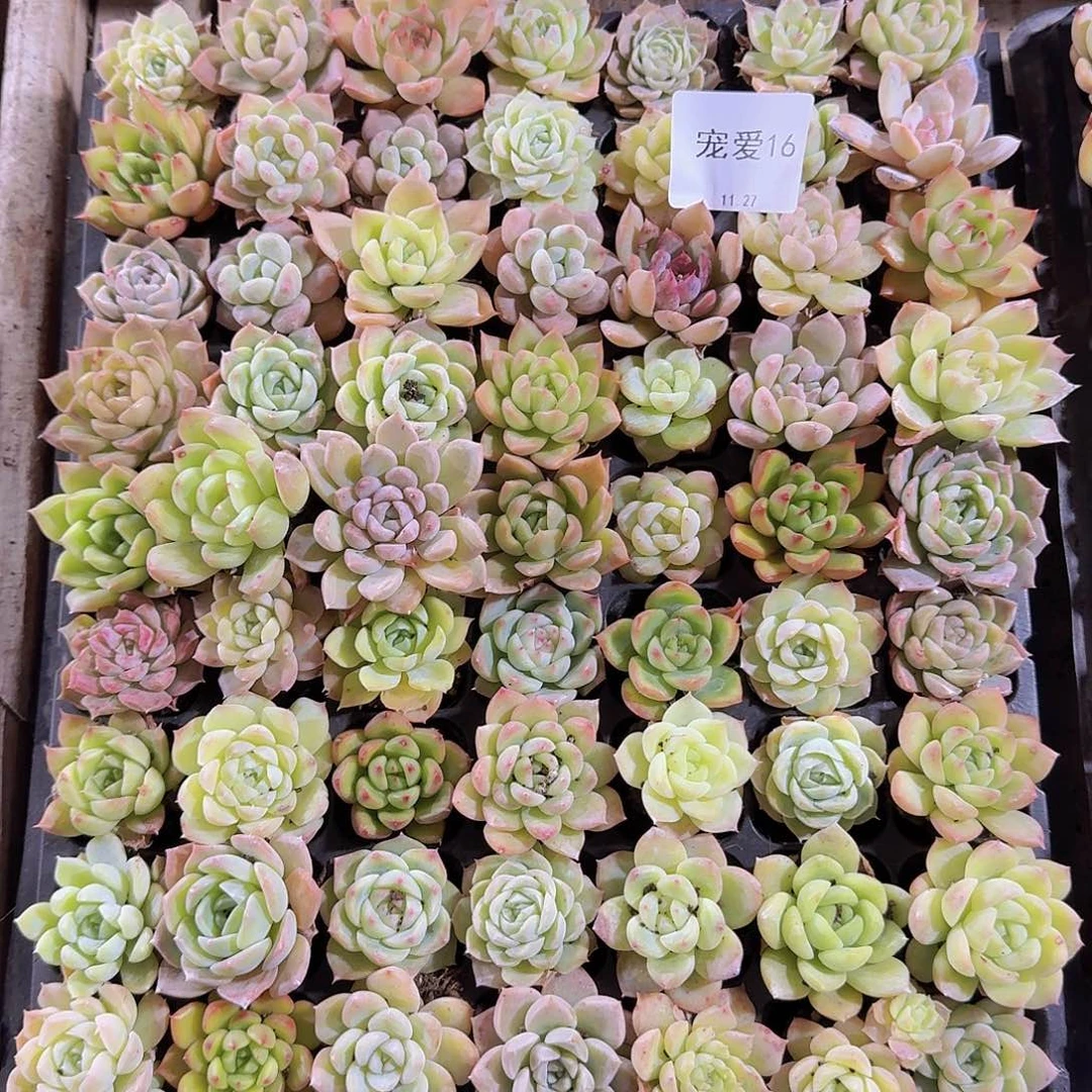 直播福利一物一拍16