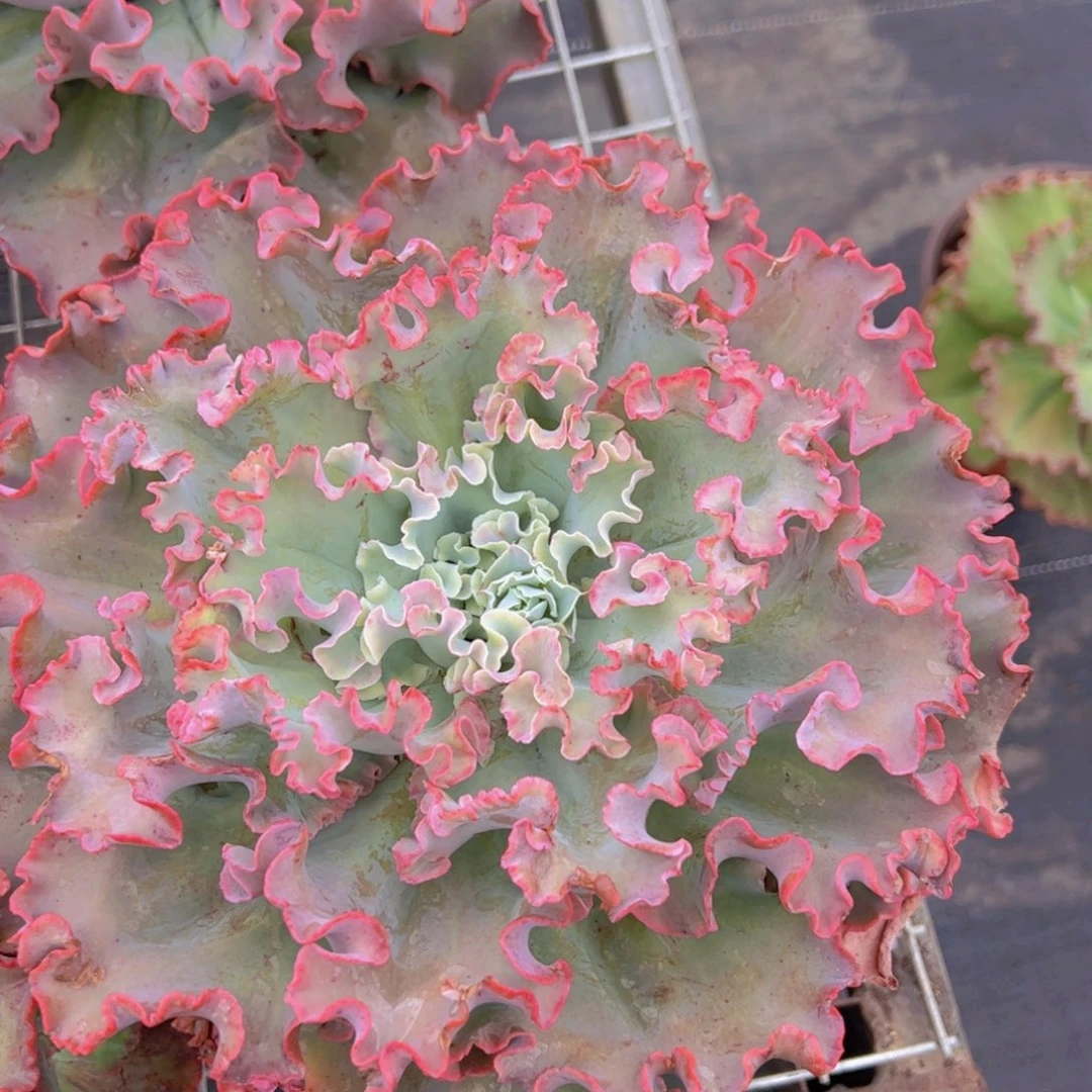 高莎之翁大单头老桩