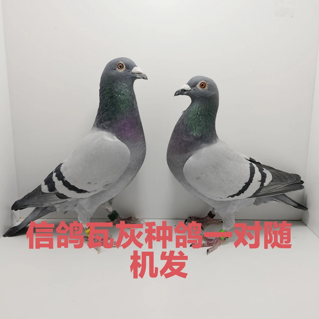 信鸽种鸽瓦灰种鸽一对随机发
