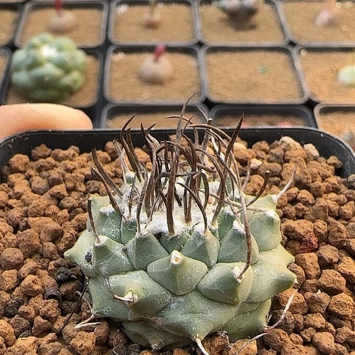 实生娇丽母本带盆包邮