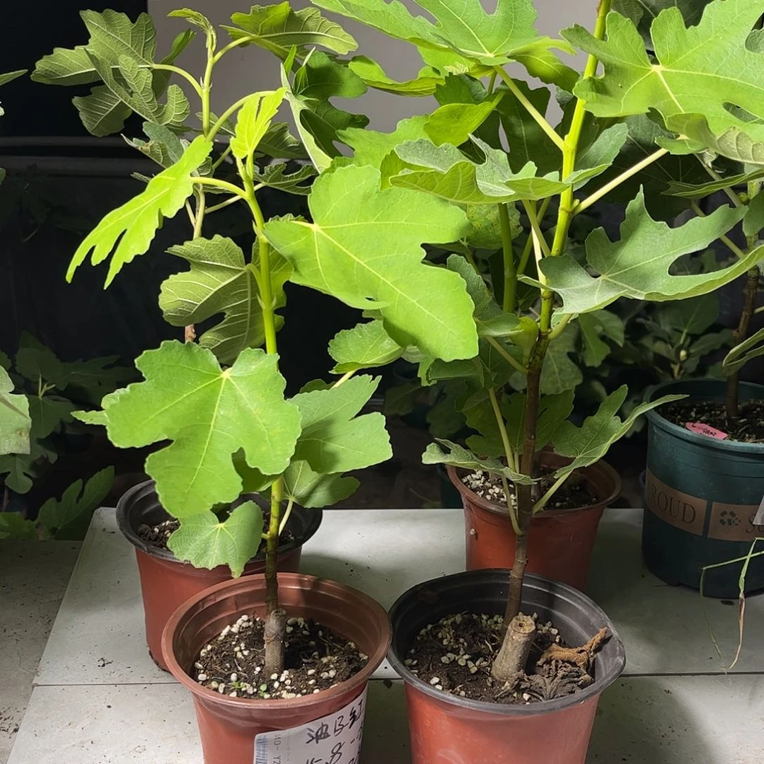 无花朵波姬红无花果15.8发一棵