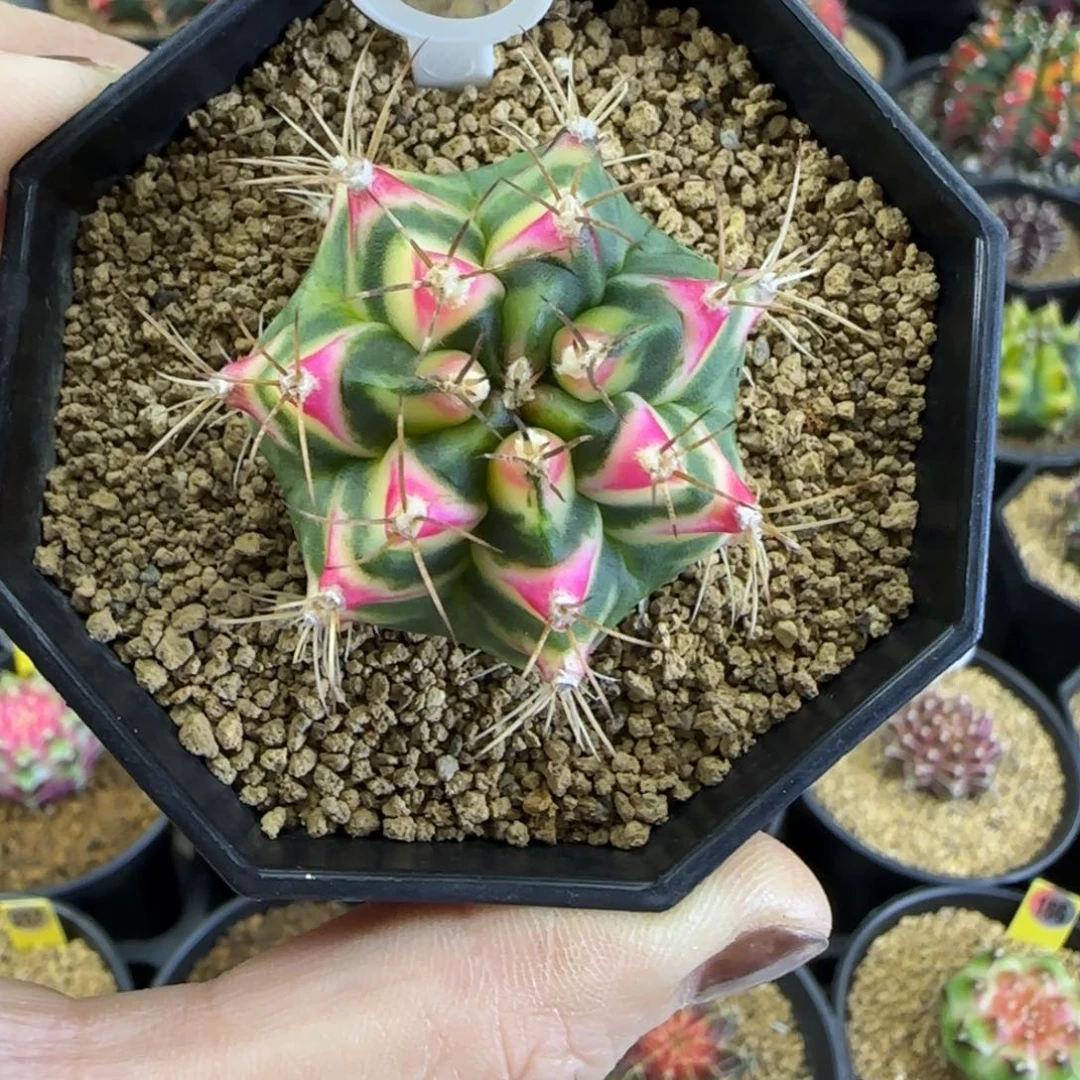 花田带盆土发货哦